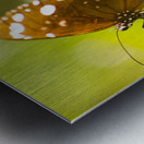 Spotted black crow butterfly  Metal print