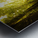 Lush Green Rainforest Walk Metal print