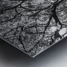 Wild grey Metal print