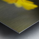 An Organic Connection Metal print