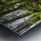 Travel man laughing in Tasmania rainforest Metal print