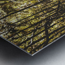 Mary Cairncross Scenic Reserve Metal print