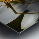 Australian grasshopper on flowers. Spring concept Metal print