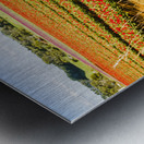 Tulip Tas Mania Metal print