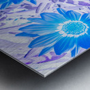 Gazania blue Metal print