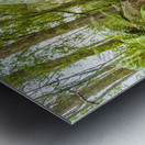 Travel man sitting in a green lush fern forest Metal print