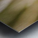 Wooded dragonfly Metal print