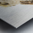 Australian Kookaburra Metal print