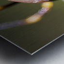 Golden Orb Spider Metal print