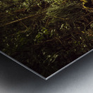 Tasmanian forest path Metal print