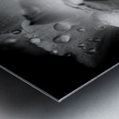 Rose n rain Metal print