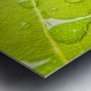 Summer rain Metal print