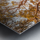 Autumn gold Metal print