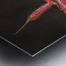 Old spice Metal print