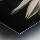 Petal winds Metal print