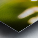 Process Of Pollination Metal print