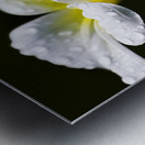 Water Droplet On Frangipani Flower Metal print