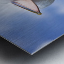 Summer Siesta Metal print