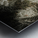 Frost ferns Metal print