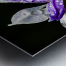 Tropical Iris Metal print