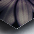 Twilight daisy Metal print