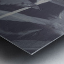 Flying featherabstract background Metal print