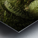 Lush green Tasmanian forest trail in Strahan Metal print