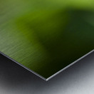 Honey Bee On Clover Flower Metal print