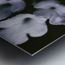 Artistic dark blue flowers in night winter garden Metal print