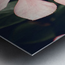 Flowering Pink Periwinkle Metal print