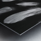 Fluff and feather Metal print