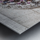 Horse play Metal print