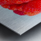 Still life raspberries Metal print