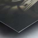 May Daisy Metal print