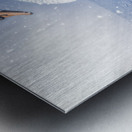 Snowy river swan Metal print