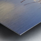 Gently Abounding Metal print