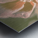 Geranium Wash Metal print