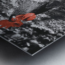 Red Rooster Metal print