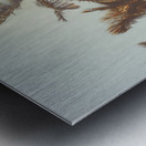 Palmy Summers Metal print