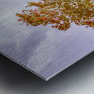 Golden Wattle Lane Metal print