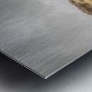 Golden Grasslands Metal print