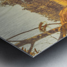 Country Golden Metal print