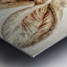 Golden Kangaroo Metal print