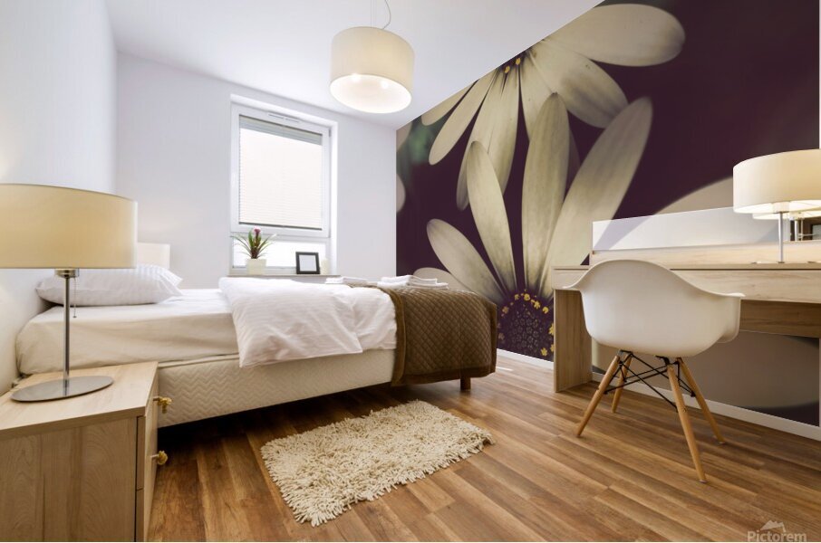 Two daisies growing in a spring garden field Mural print