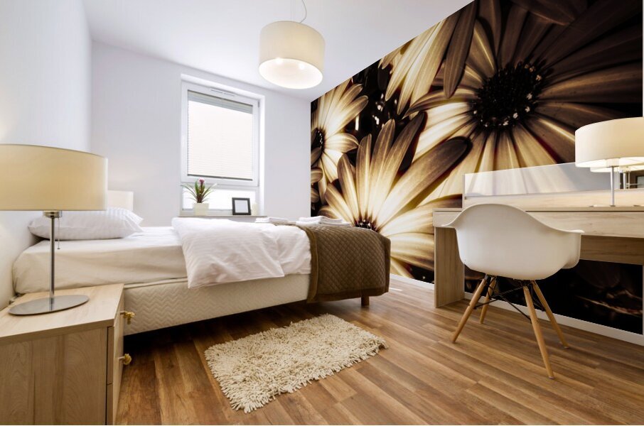 Cape daisy darkness Mural print