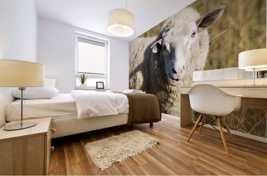 Outback Sheep Mural print