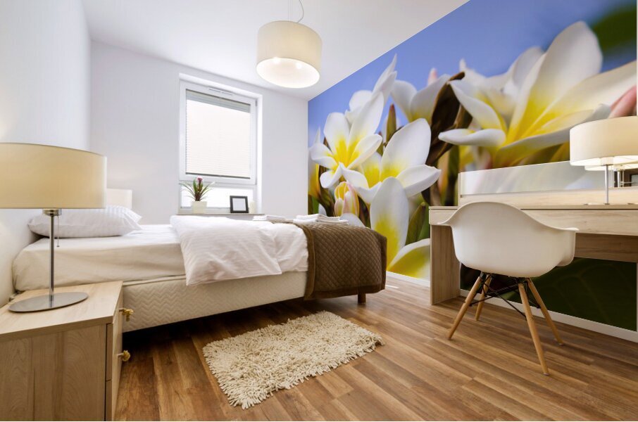 Beautiful white frangipani flowers Mural print