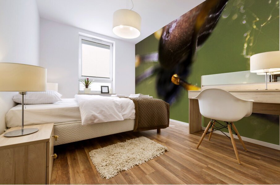 Golden Orb Spider Mural print