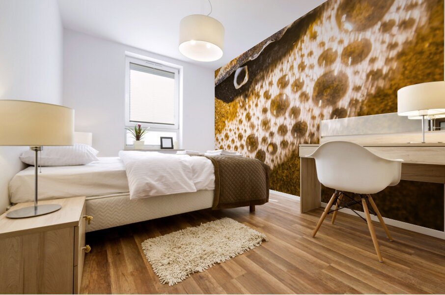 Sea shells and ocean ripples Mural print