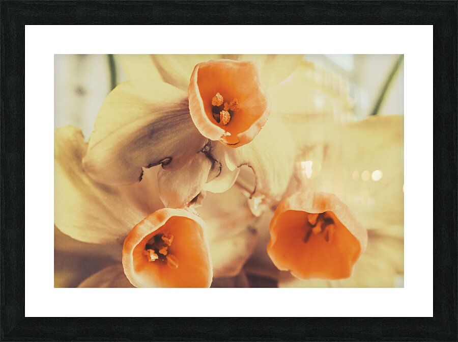 Toned vintage spring daffodils Picture Frame print